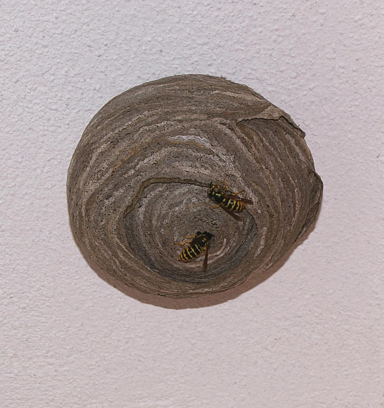 Un vespide... diverso. (Vespula cf vulgaris)